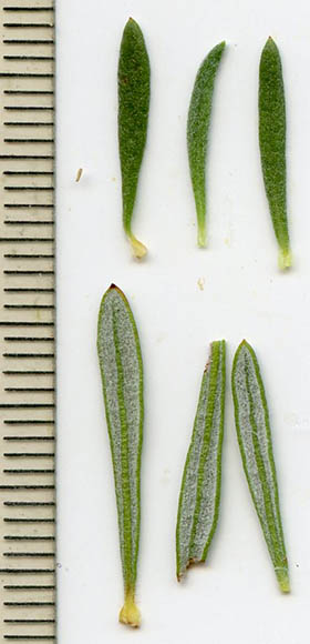  Eriogonum fasciculatum v.polifolium